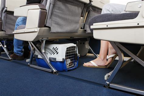 latam pets in cabin.